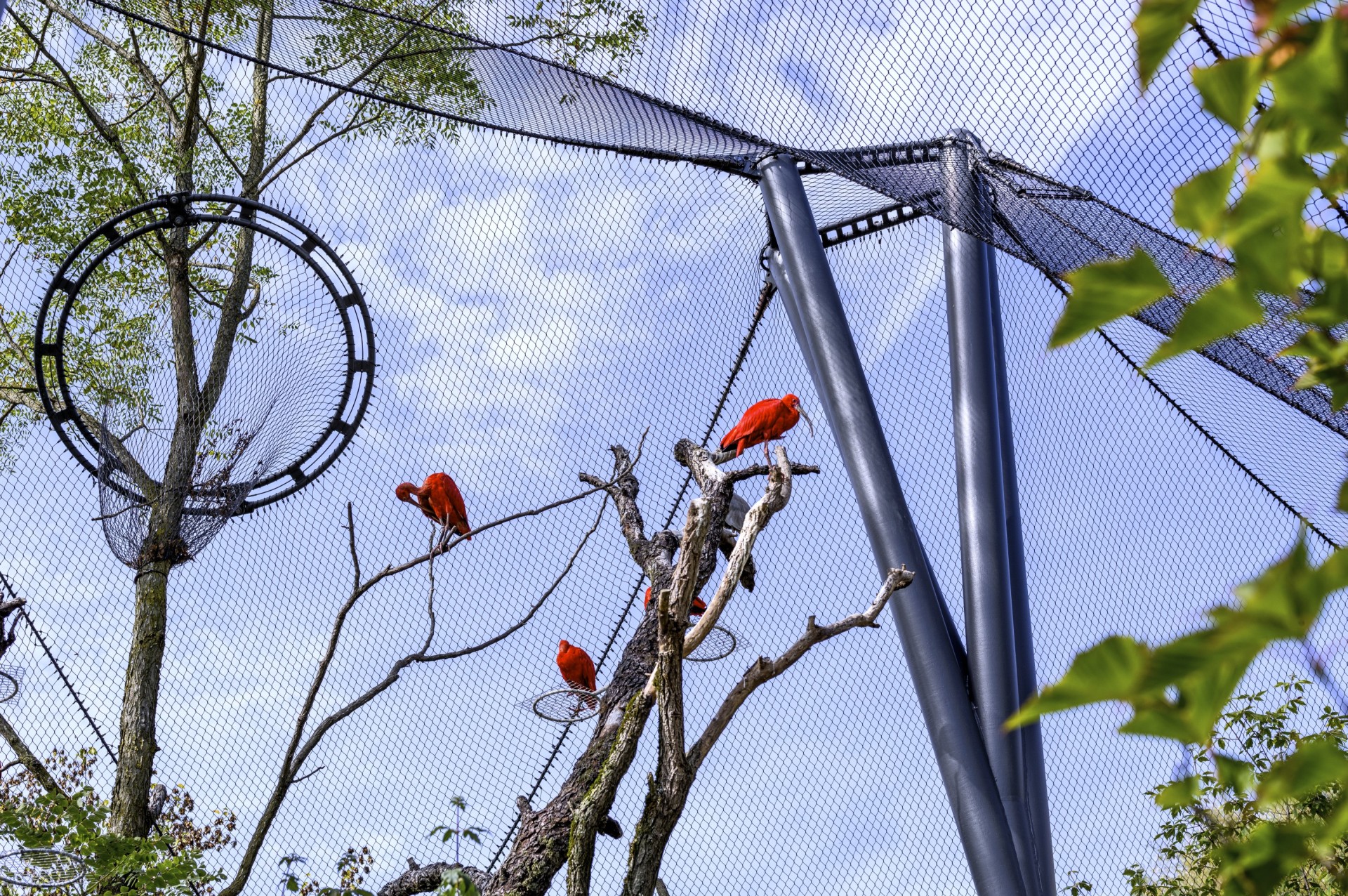 Oiseaux rouges, dans un enclos en acier inoxydable